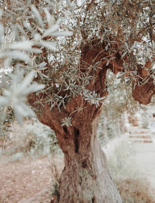 Knoestige olijfboom