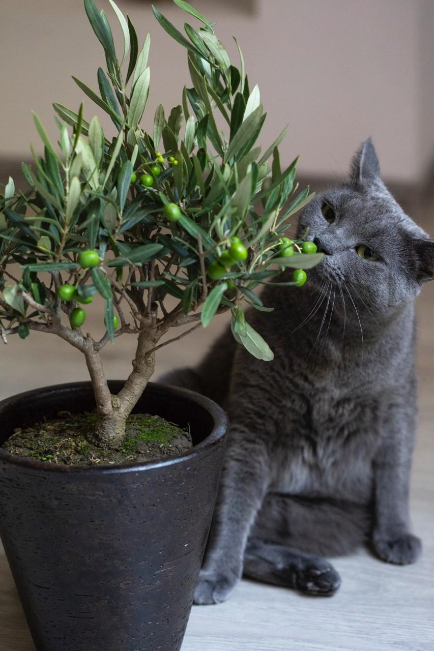 jonge olijfboom met kat