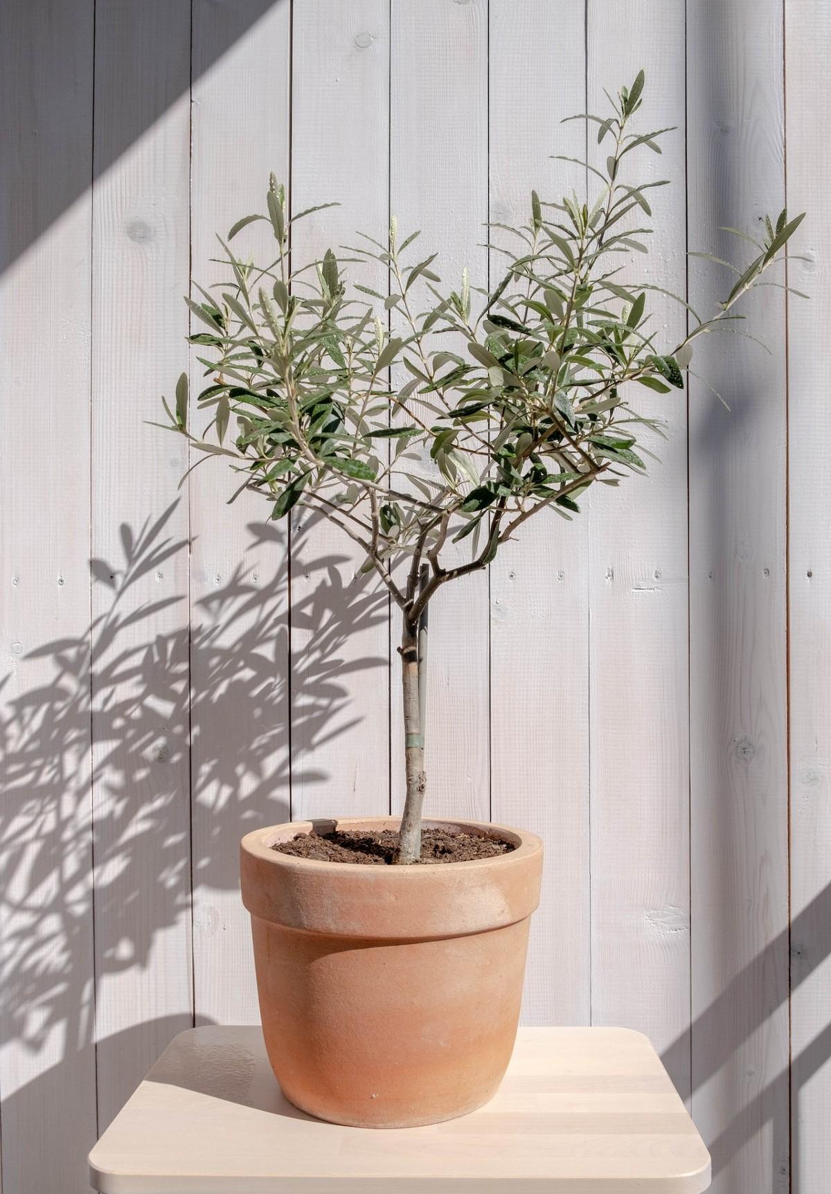olijfboom in pot
