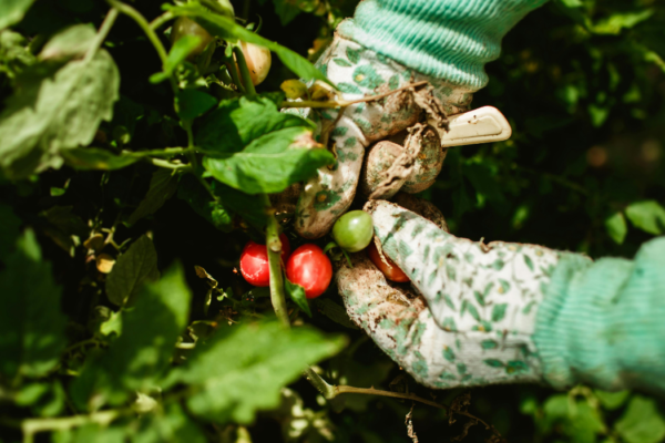 Seizoensgids Olijfboom Verzorgen: Wat Doe Je Wanneer? - Alles Over Olijven