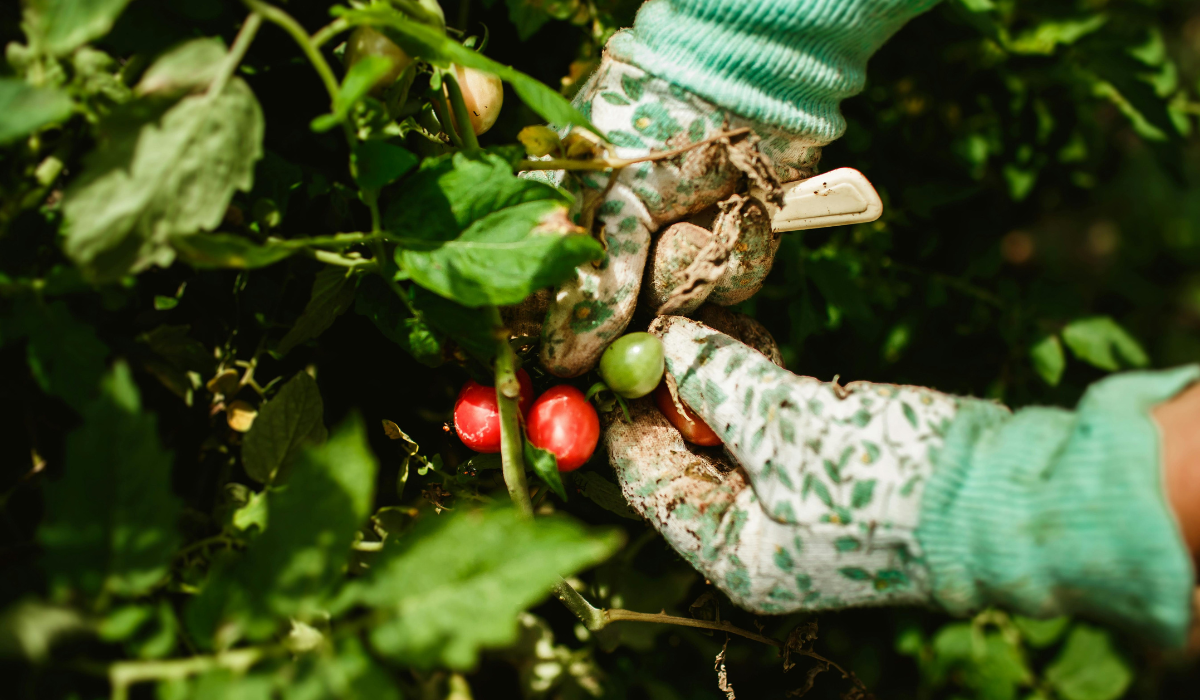 Seizoensgids olijfboom verzorgen: wat doe je wanneer? - Alles over Olijven