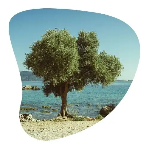 Olijfboom met op de achtergrond de Mediterrane zee